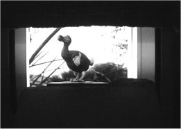Pic: "rubber dodo" - Size: 8k