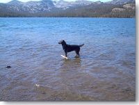 Pic: "Priam in August 2000 at a Sierra lake near the family cabin of Helen and Steve Mader" - Size: 8k