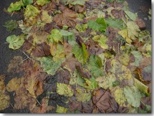 Pic: "foglie" - © 2009 Guido Monte - Size: 22k