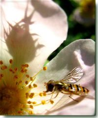 Pic: "The bug in the picture" - © 2010 Christine Spadaccini - Size: 11k