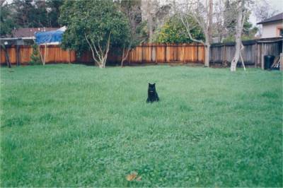 Pic: New fence, clean yard, and Blackie (1994) - Size: 21k